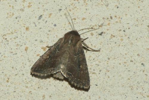 Réf. 237 577 : Lacanobia suasa